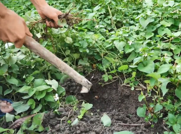 一股味道的股怎么