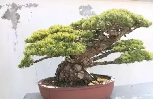 苍枝傲骨匠人心盛影蛟老师谈盆景艺术
