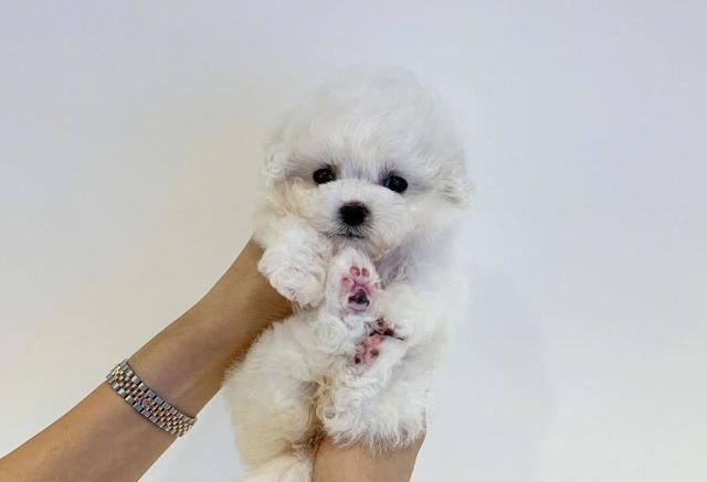 出国要办理哪些手续