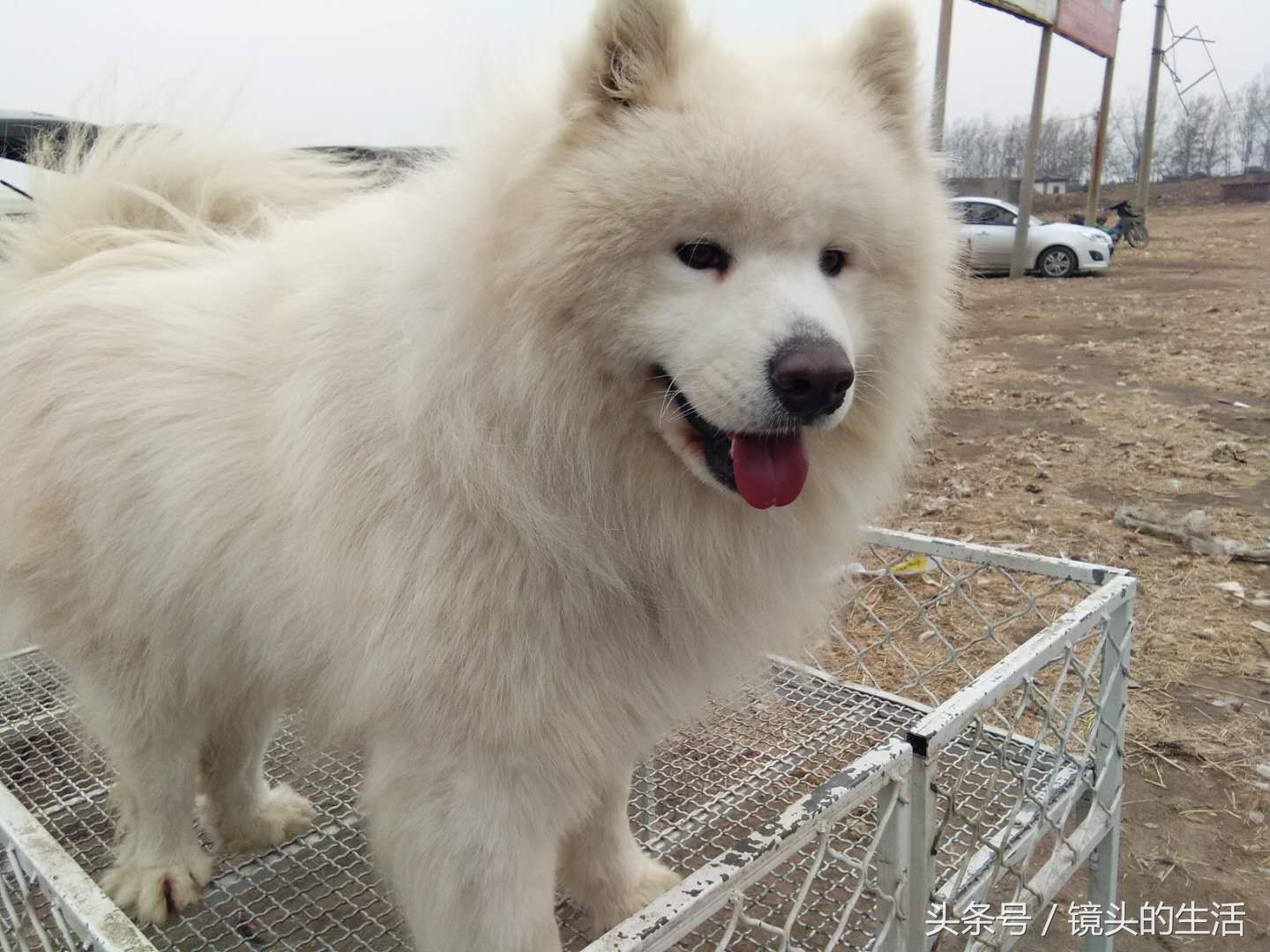 真实拍摄:唐山最大狗市,三通狗卖价6000元,土