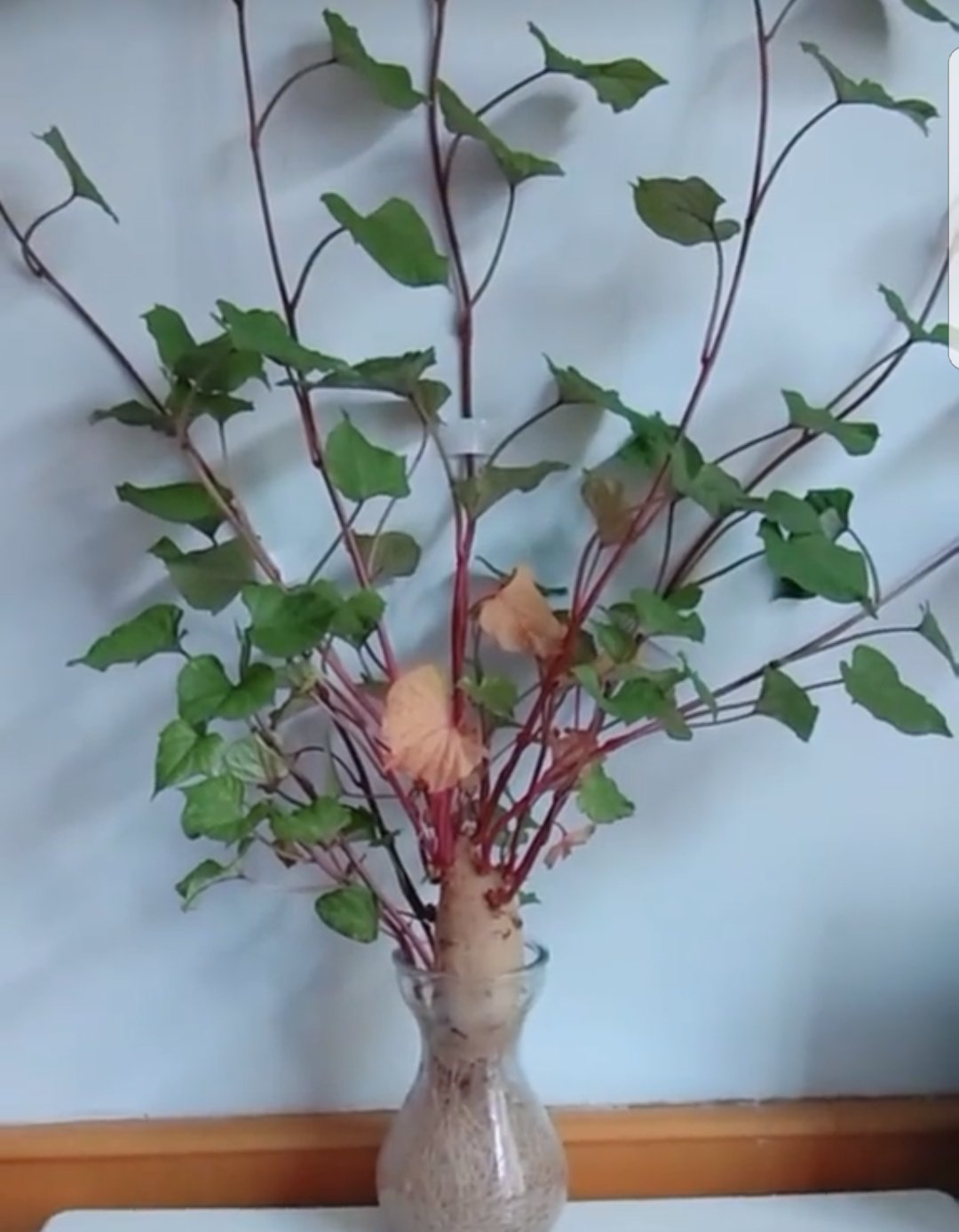 水培红薯,很不一样的水培藤蔓盆栽