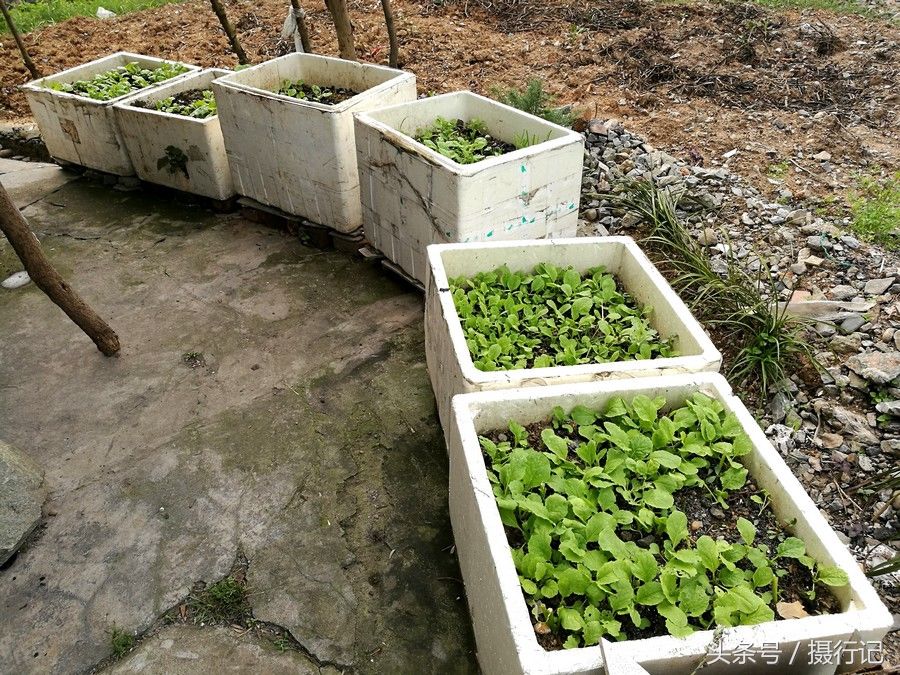 湖北宜昌居民将蔬菜搬进庭院，用废弃的泡沫盒种蔬菜，您看怎么样