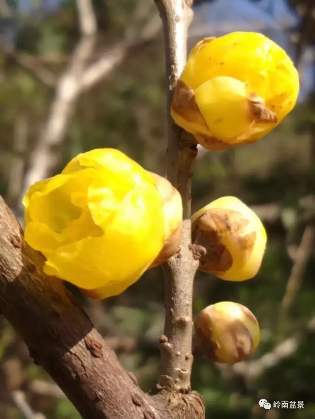 走进韶关鹿麟山私家盆景园畅心阁，感悟陈治辛大师的艺术情怀