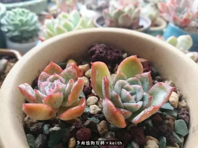 广东美肉,时间终究会给我们完美的馈赠!