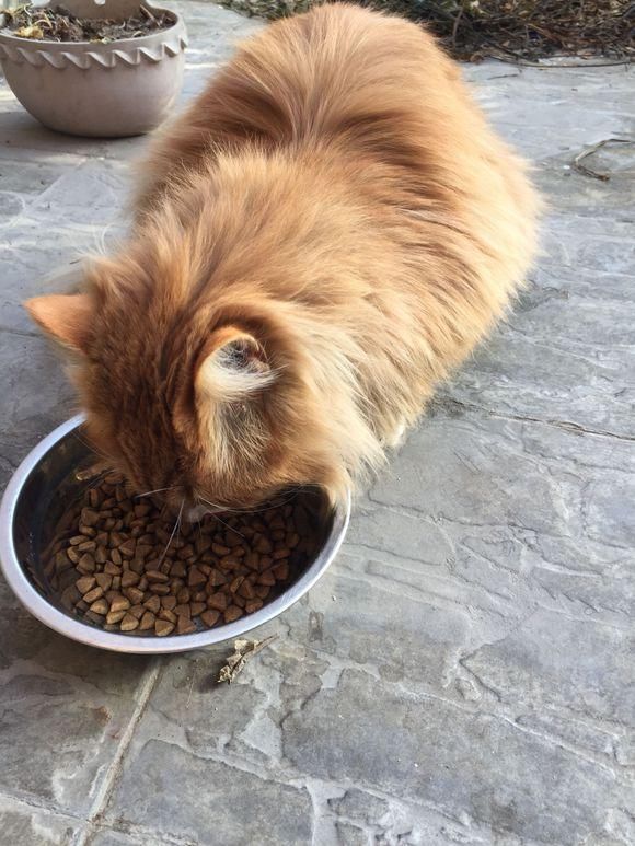 回家时身边跟着一只橘猫,顺手带回来才发现,这