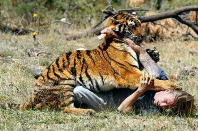 老虎吃人会上瘾?这只食人虎吃了436人!