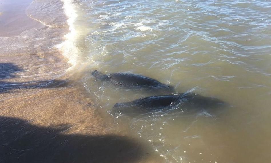 上百海豹神秘死于贝加尔湖中 原因不明
