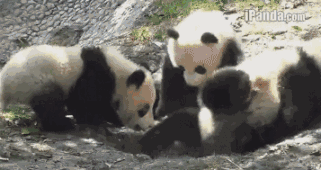 壁纸 大熊猫 动物 321_170 gif 动态图 动图