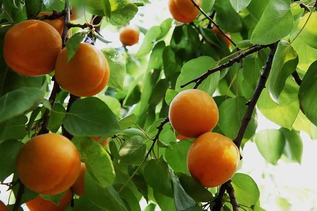 杏子的有哪些功效,多吃对身体好吗?