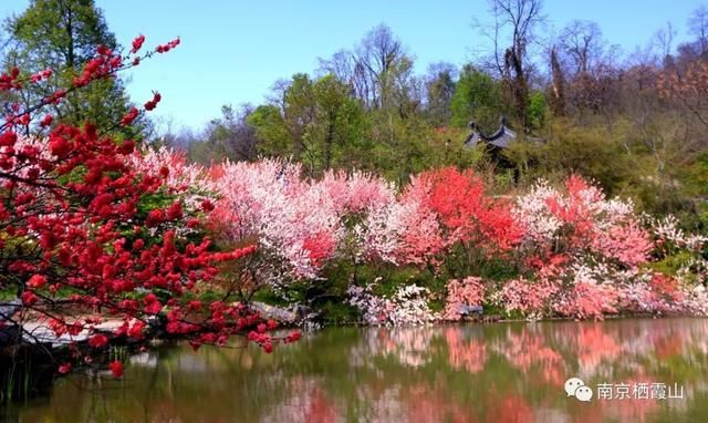 栖霞山植物百科桃李:雨后阳光媚江南,桃李芬芳满天下