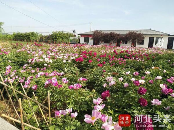 赏牡丹 观天鹅 游水系 邯郸广平县全域旅游推介会召开