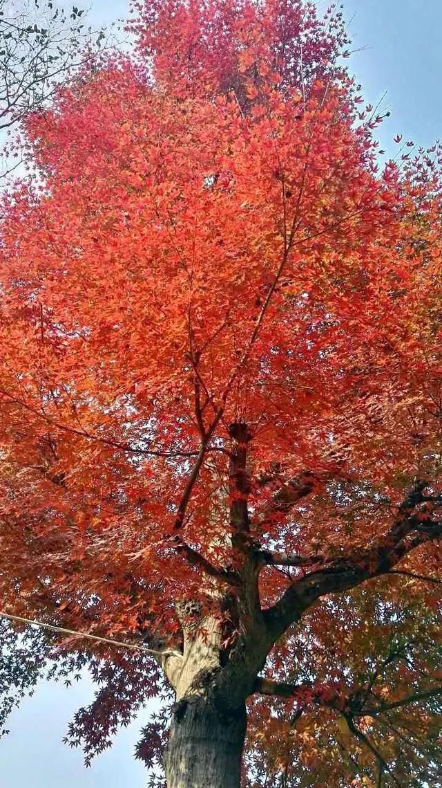 有钱任性！土豪们最爱选的庭院树，你选对了吗？