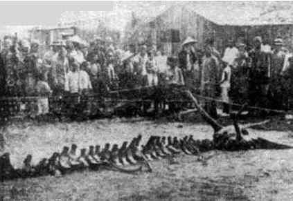 解谜松花江坠龙事件:蛟龙渡劫失败,最终被制为