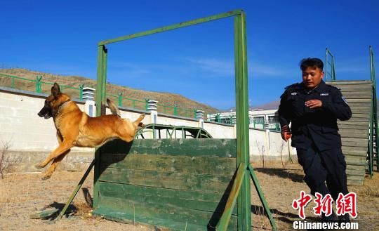 忠诚守护雪域高原的“警犬汪”