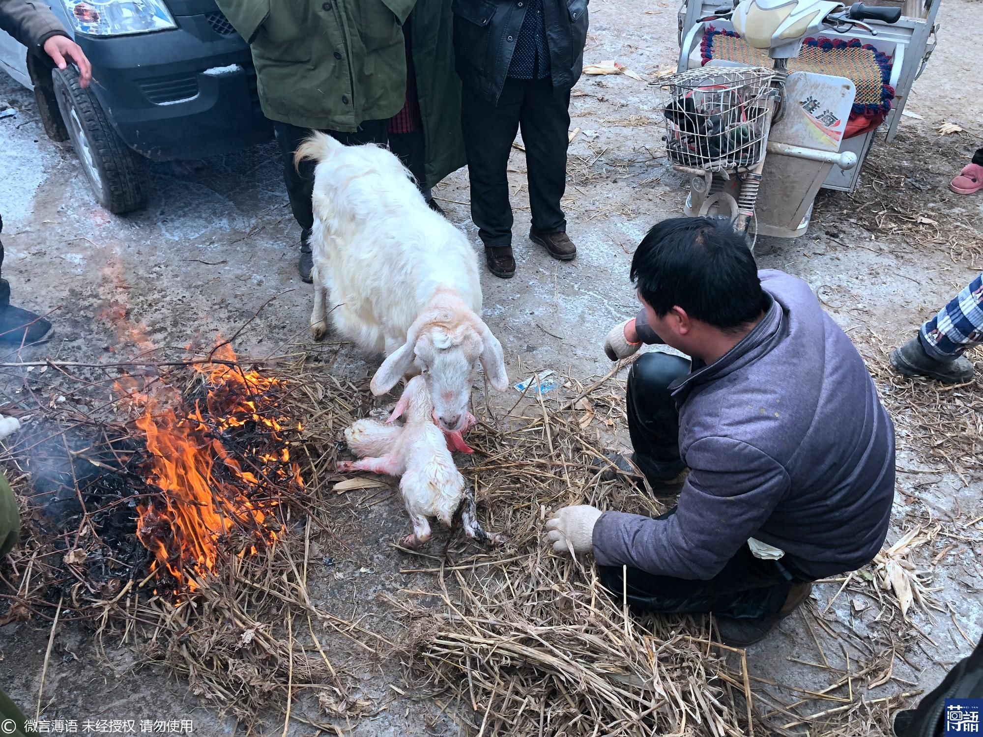 母羊在市场产崽 众人为小羊生火取暖