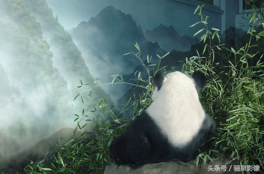 Tim Flach:唤起怜悯之心 充满人性的动物肖像