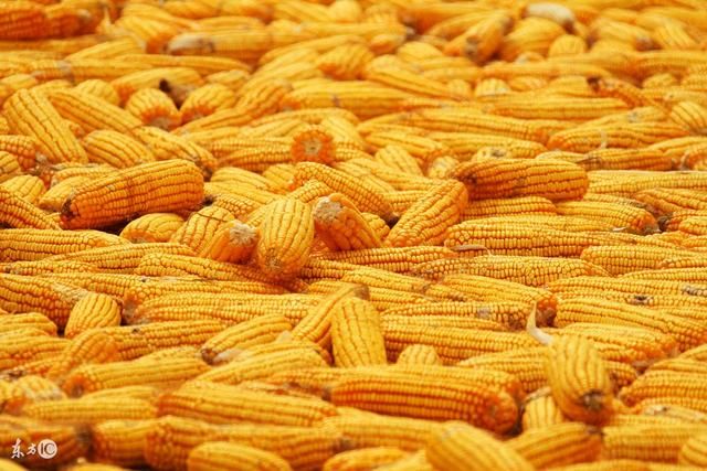 玉米涨价还在继续!最新卖粮策略曝光!