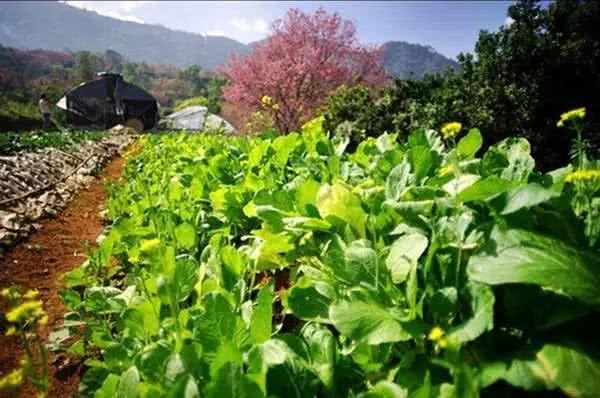 泰国最美国家公园：因他农山