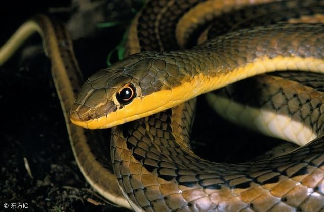 《蛇蛇蛇》犹如踩了狗屎运,6月中旬转运成功