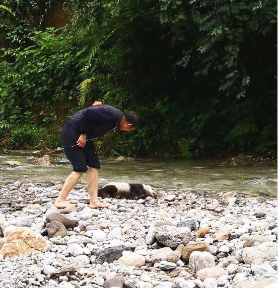 因暴雨袭击,野生大熊猫溺水死亡,检查结果更加