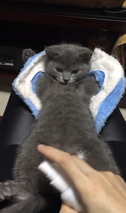 给长猫藓的蓝猫喷药,只是这家伙的这姿势,令主