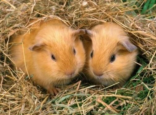 接福纳贵迎财神,2018年时来运转,4大生肖越活越滋润