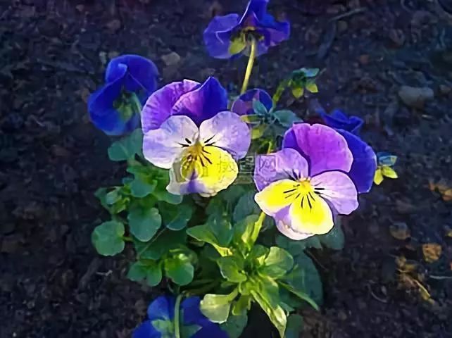 2019年高考作文预测:珍惜青春,努力不止,奋斗不