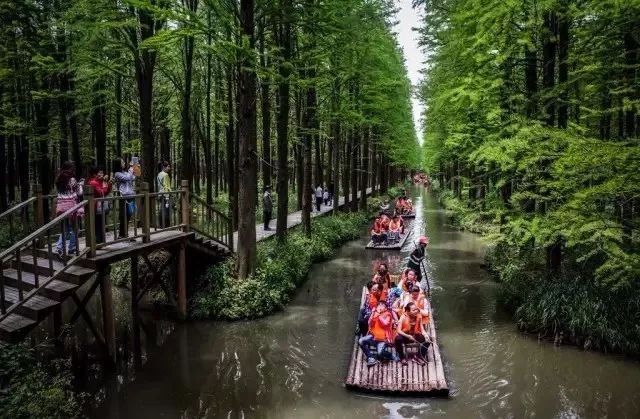 在江苏腹地 竟深藏着一处宛如亚马逊雨林的秘境之地……