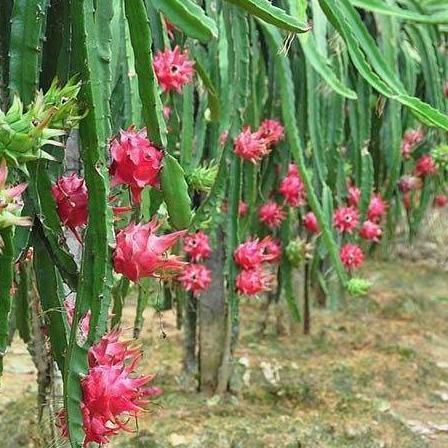 农村庭院种植此8种果树，一年以后，水果全家吃不完