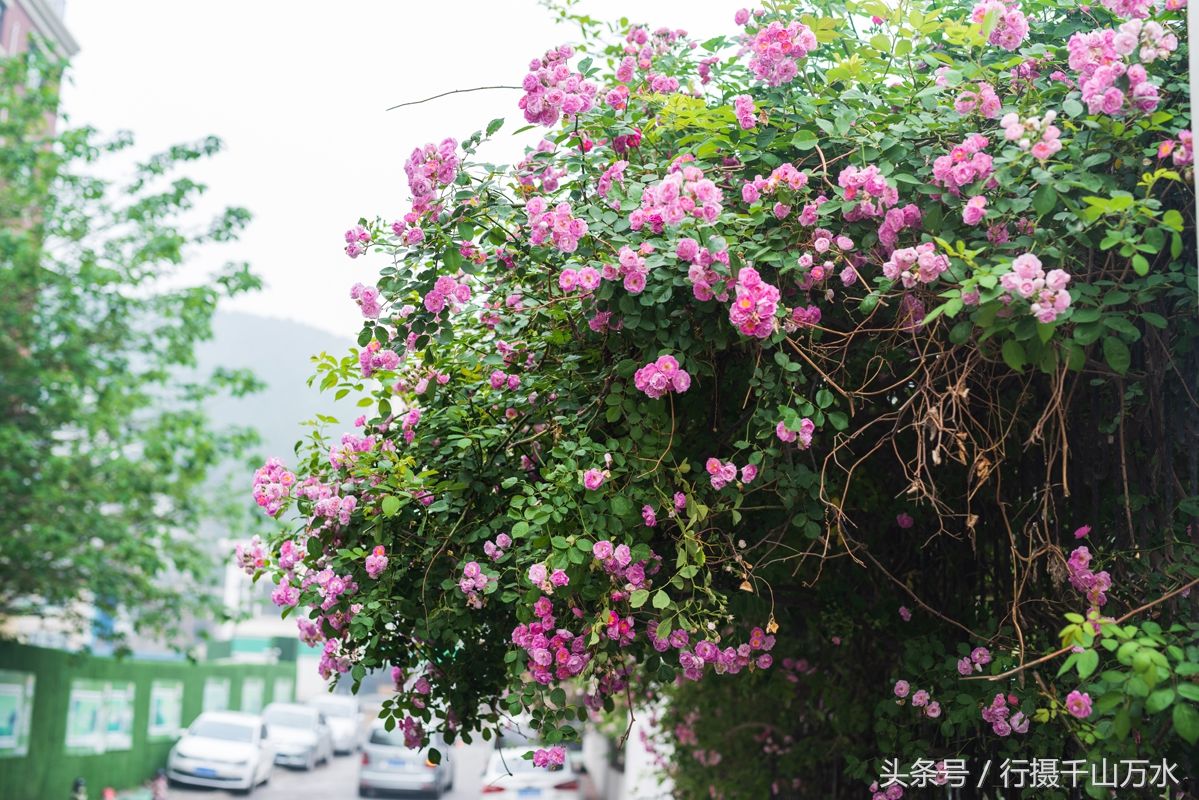 街头的蔷薇花绽放，济南玉函路最美花墙来啦!