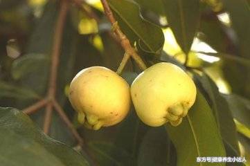 河边罕见的野果是美女的最爱,常吃益处多,益肝