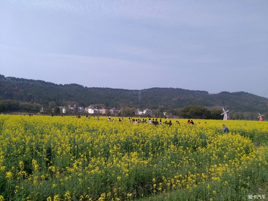 2018年春节粤北韶关赏花，火山上的油菜花 。