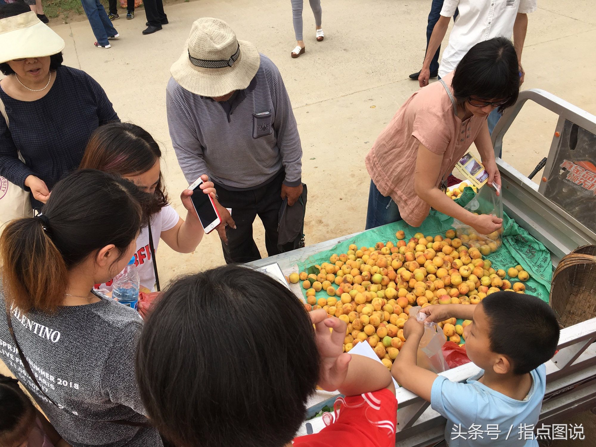 冰雹砸掉杏农6成收成 村民:能卖几个钱算几个吧