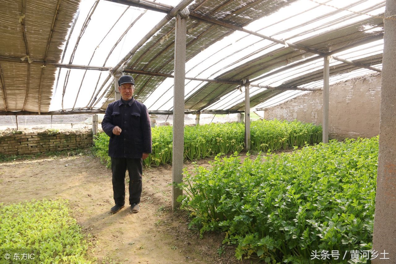 普通的农村六旬卖菜老人，年轻时开飞机上过天，老照片英俊潇洒