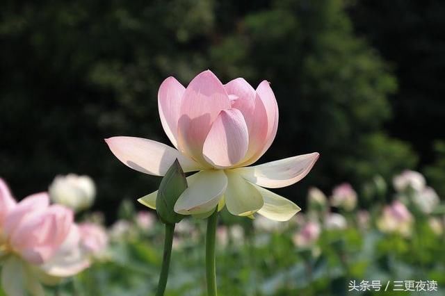 非常经典的句子:修行,不是追求完美,而是坦然地