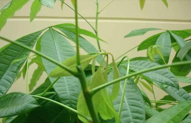 发财树叶子发黄掉落惨不忍睹 4招教你快速解决发财树叶黄问题