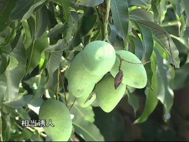 吃货注意!街头绿化芒到底能不能吃?权威答案