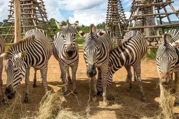 粉色房子、黑白庙…深圳到泰国清莱直航开通,
