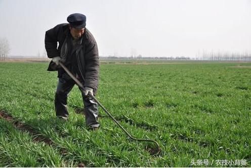 小麦后期想高产，返青期这几条关键管理必不可少！