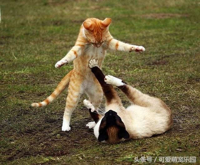 为什么两只猫咪碰面时会打架?如何让它们和谐
