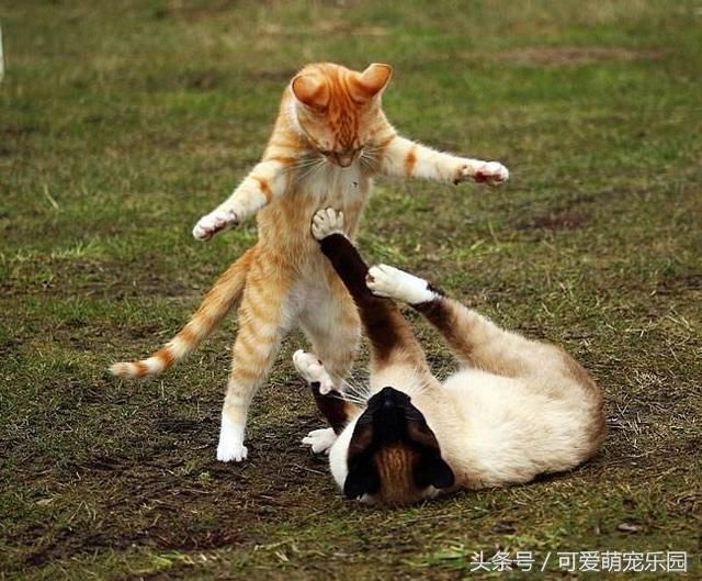 为什么两只猫咪碰面时会打架?如何让它们和谐