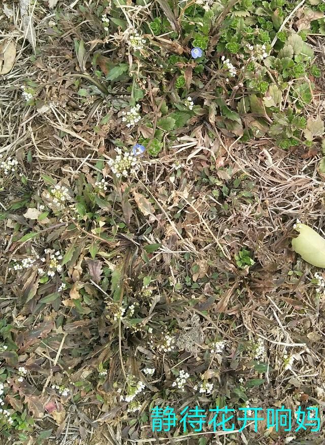 春节已过，天气转暖，带宝宝去挖野菜