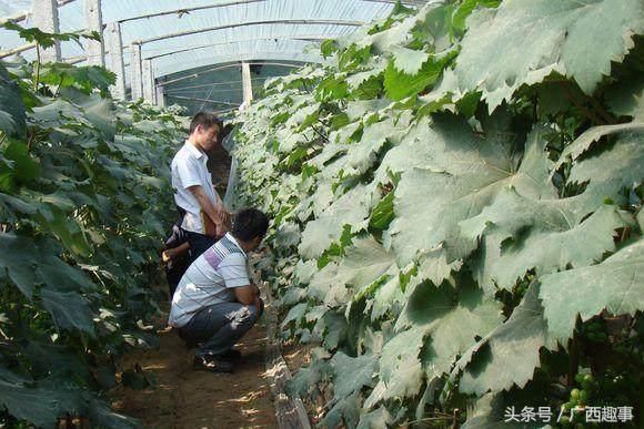 砂糖橘大势已去，桂林种植户纷纷弃种，开始加入种植葡萄大军！