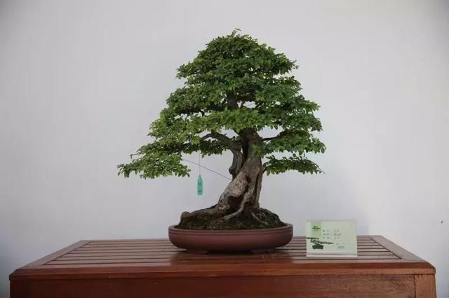 135件！绝美的盆景盛宴等你来！