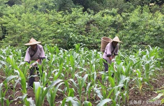 酉阳桃花源这里真的是人间的世外桃源! 建议你一辈子一定要去一次