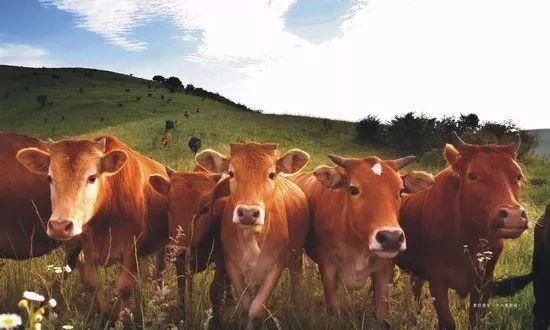 本周末,张湾、茅箭、丹江口…半个城的十堰人