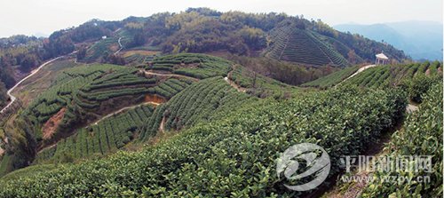 朝阳山上，打造中国黄汤第一村