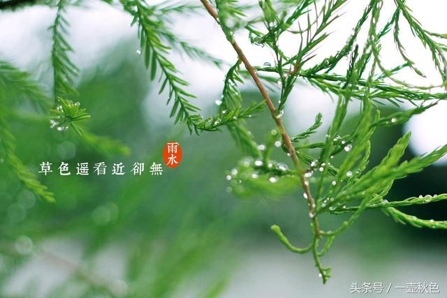 雨水至，想一树梨花压海棠，想南的南面，樱花飘落掌心一瞬的柔软