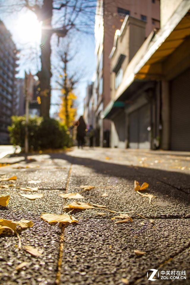 大C游世界 秋季旅拍日本东京的红叶街景