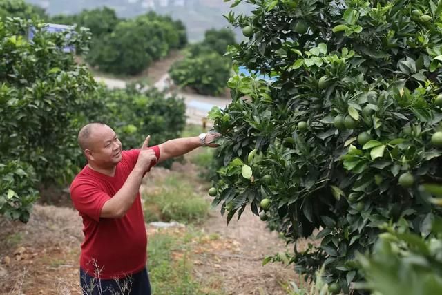 辞公职租荒山种脐橙，他用13年证明自己没“疯”